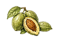 Amande verte