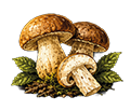 Champignons