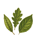 Feuilles