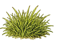 Herbe