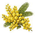 Mimosa
