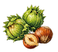 Noisettes fraîches