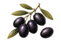 Olives noires