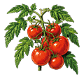 Plant de tomates