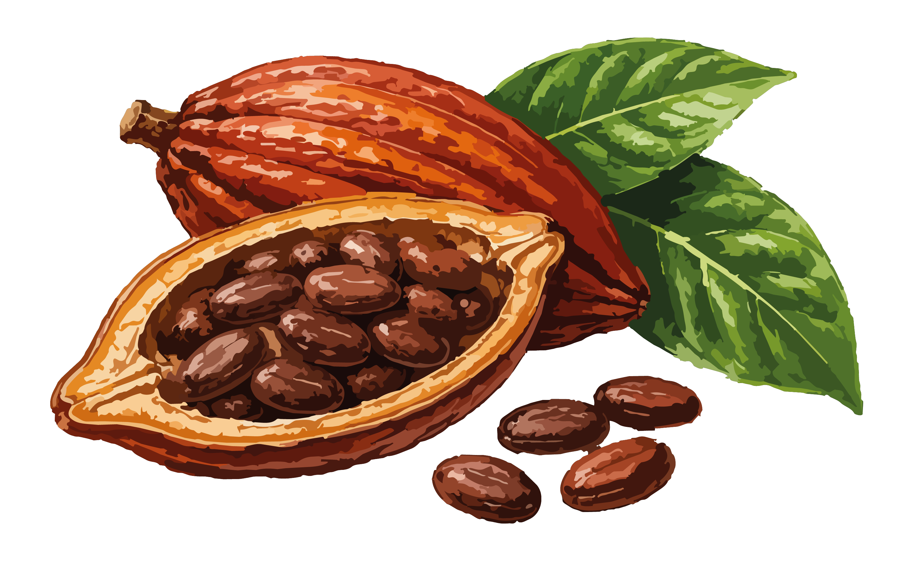 Cacao.png